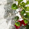 Nature Σετ Στήριξης για Αναρριχώμενα Φυτά 2 τεμ. Συρμάτινο