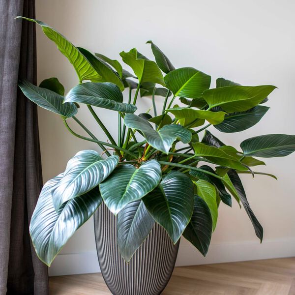 Capi Βάζο Elegant Groove Ανθρακί 46x58 εκ.