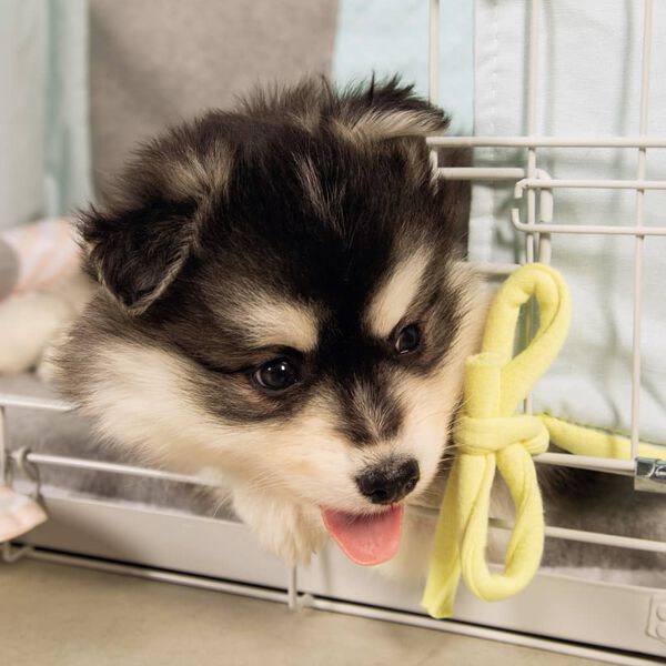 Beeztees &Kappa;&lambda;&omicron;&upsilon;&beta;ί &Sigma;&kappa;ύ&lambda;&omicron;&upsilon; &Gamma;&kappa;&rho;&iota; 62 x 44 x 49 &epsilon;&kappa;.