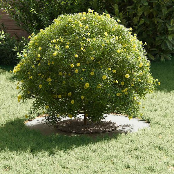 vidaXL κατάλληλο για επίπεδα δαχτυλίδια δέντρου 5 pcs Λευκό Ø30 / 60 εκ.