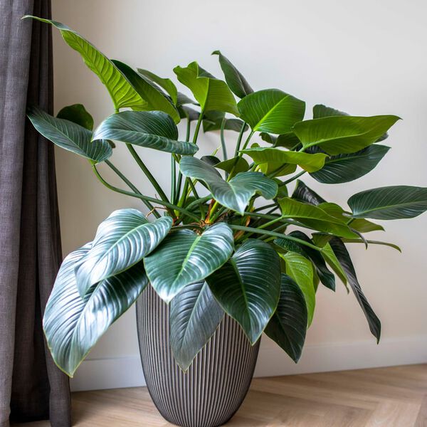 Capi &Beta;ά&zeta;&omicron; Elegant Groove &Alpha;&nu;&theta;&rho;&alpha;&kappa;ί 34 x 46 &epsilon;&kappa;.