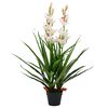 vidaXL &Omicron;&rho;&chi;&iota;&delta;έ&alpha; Cymbidium &Tau;&epsilon;&chi;&nu;&eta;&tau;ή &Pi;&rho;ά&sigma;&iota;&nu;&eta; 100 &epsilon;&kappa;. &mu;&epsilon; &Gamma;&lambda;ά&sigma;&tau;&rho;&alpha;