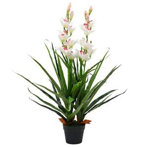 vidaXL &Omicron;&rho;&chi;&iota;&delta;έ&alpha; Cymbidium &Tau;&epsilon;&chi;&nu;&eta;&tau;ή &Pi;&rho;ά&sigma;&iota;&nu;&eta; 100 &epsilon;&kappa;. &mu;&epsilon; &Gamma;&lambda;ά&sigma;&tau;&rho;&alpha;