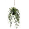 Boxwood