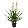 vidaXL &Omicron;&rho;&chi;&iota;&delta;έ&alpha; Cymbidium &Tau;&epsilon;&chi;&nu;&eta;&tau;ή &Pi;&rho;ά&sigma;&iota;&nu;&eta; 100 &epsilon;&kappa;. &mu;&epsilon; &Gamma;&lambda;ά&sigma;&tau;&rho;&alpha;