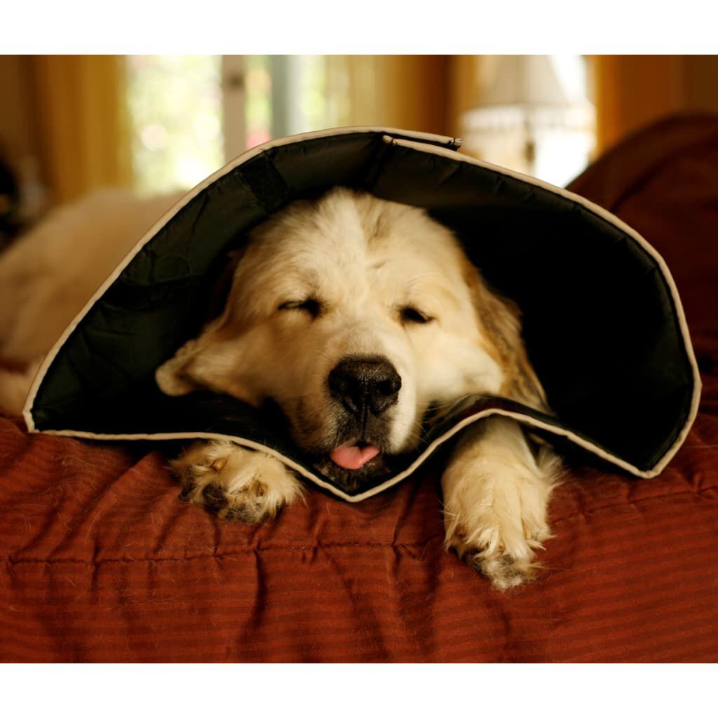 All Four Paws Κώνος/Κολάρο Ανάρρωσης Comfy Cone XL Μακρύ 30 εκ Μαύρος